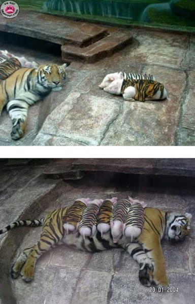 tigre ou couchon?